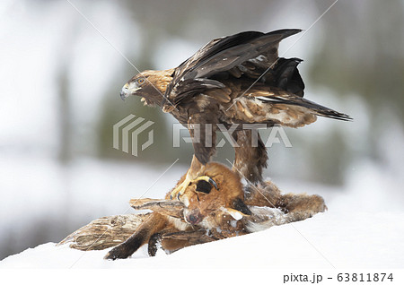 Golden Eagle feeding on a dead fox in winterの写真素材 [63811874] - PIXTA