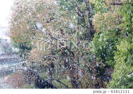 雪が降る森の風景 関東地方 雪が降る森の風景 関東地方 63812131