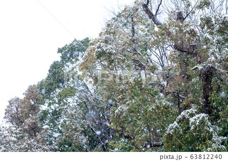 3月　雪が降る森の風景　関東地方 63812240