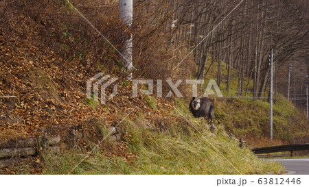 カモシカ 63812446