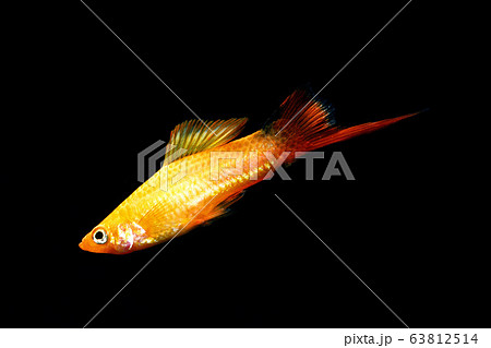 サンセットソードテール 63812514