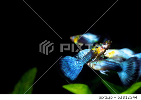 グッピー 63812544