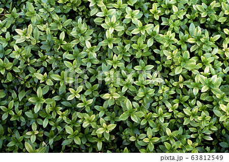 ハイグロフィラ ハイグロフィラ 63812549