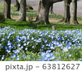 ネモフィラ 63812627