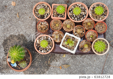 Group of cactus pot in tray on ground, Top view Group of cactus pot in tray on ground, Top view 63812728