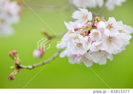 サクラ　辰ノ口親水公園　茨城県常陸大宮市泉 63813377