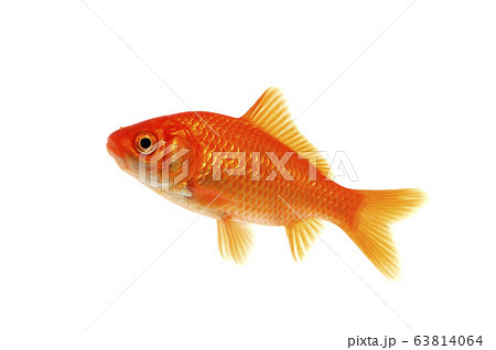 金魚 63814064