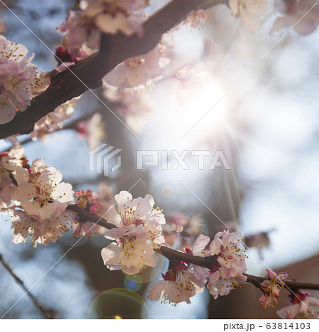 Blooming apricot in the spring. Blooming apricot in the spring. 63814103