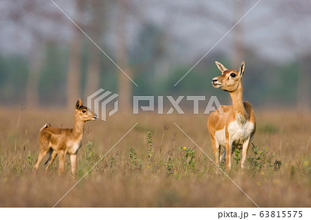 Blackbuck antilope in Bardia, Nepal Blackbuck antilope in Bardia, Nepal 63815575
