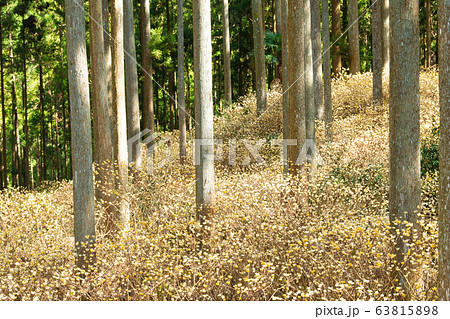 ミツマタ群生地 ミツマタ群生地 63815898