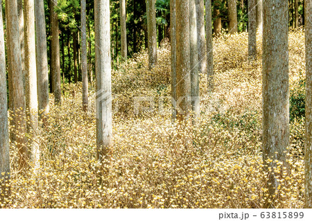 ミツマタ群生地 ミツマタ群生地 63815899
