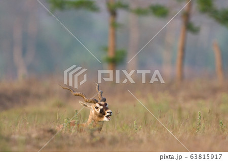 Blackbuck antilope in Bardia, Nepal 63815917