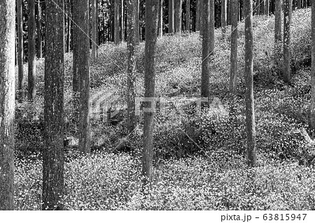 【セピア】ミツマタ群生地 【セピア】ミツマタ群生地 63815947