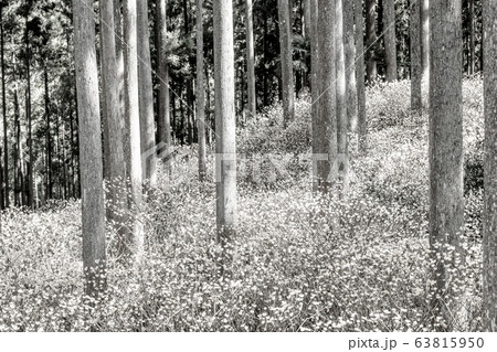 【セピア】ミツマタ群生地 63815950