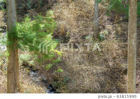 ミツマタ群生地と小川 ミツマタ群生地と小川 63815990