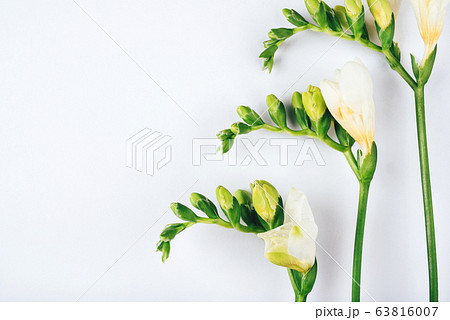Floral background. Freesia flowers on a white background. Floral background. Freesia flowers on a white background. 63816007