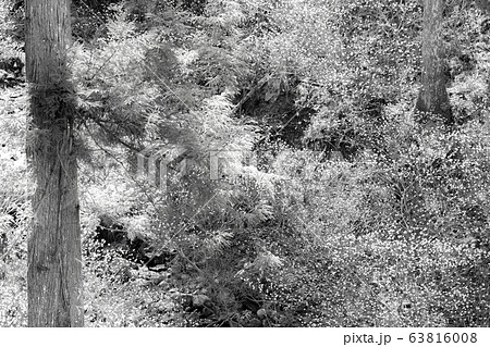 【セピア】ミツマタ群生地と小川 63816008