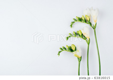 Floral background. Freesia flowers on a white background. Floral background. Freesia flowers on a white background. 63816015