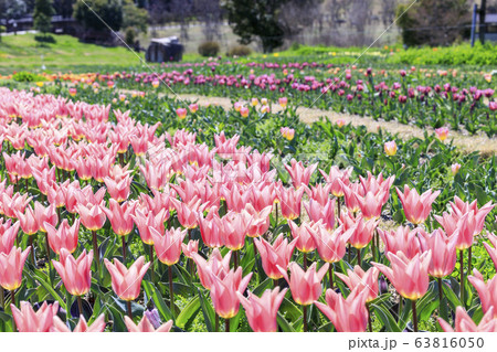 馬見丘陵公園 春 馬見丘陵公園 春 63816050
