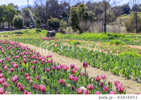 馬見丘陵公園 春 馬見丘陵公園 春 63816051