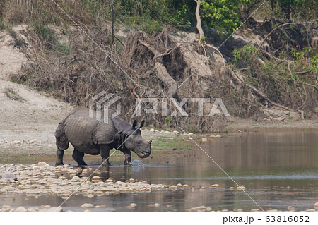 Greater one horned rhinoceros in Nepal Greater one horned rhinoceros in Nepal 63816052