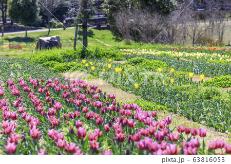 馬見丘陵公園 春 馬見丘陵公園 春 63816053