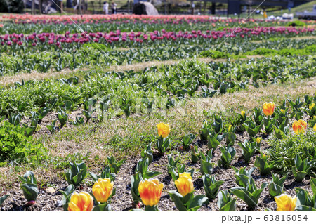 馬見丘陵公園 春 馬見丘陵公園 春 63816054