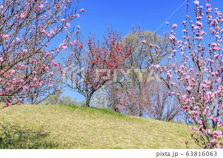 馬見丘陵公園 春 馬見丘陵公園 春 63816063