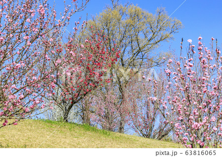 馬見丘陵公園 春 馬見丘陵公園 春 63816065