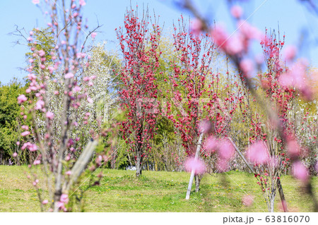 馬見丘陵公園　春 63816070