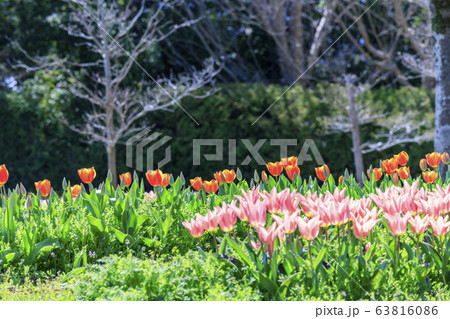 馬見丘陵公園　春 63816086