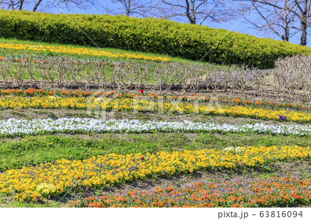 馬見丘陵公園 春 馬見丘陵公園 春 63816094