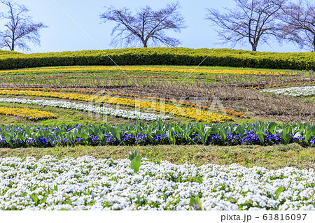 馬見丘陵公園 春 馬見丘陵公園 春 63816097