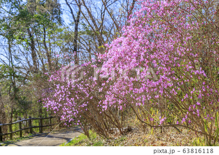 馬見丘陵公園 春 馬見丘陵公園 春 63816118