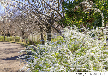 馬見丘陵公園 春 馬見丘陵公園 春 63816123