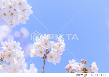 馬見丘陵公園 春 馬見丘陵公園 春 63816135