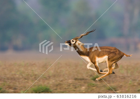 Blackbuck antilope in Bardia, Nepal 63816216