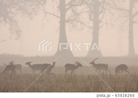 Blackbuck antilope in Bardia, Nepal 63816268