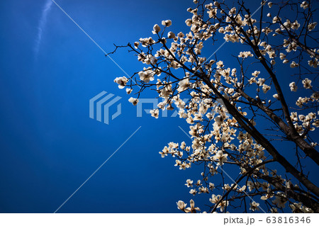 春 花 マグノリア 63816346