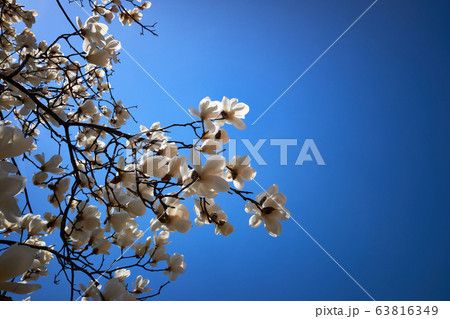 春 花 マグノリア 63816349