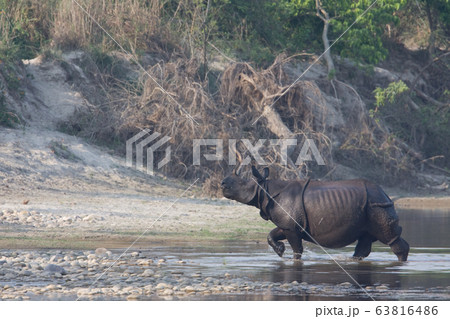 Greater one horned rhinoceros in Nepal Greater one horned rhinoceros in Nepal 63816486