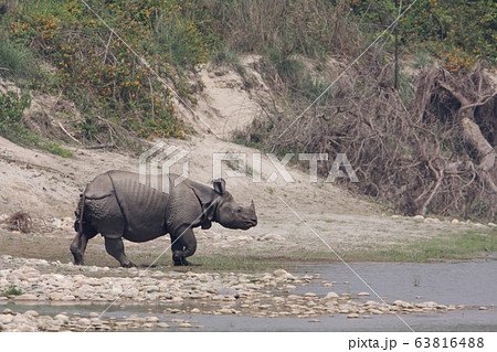 Greater one horned rhinoceros in Nepal 63816488