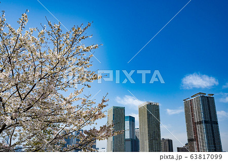 桜と晴海の高層マンション群＜2020年3月/豊洲公園から晴海方面を望む＞ 63817099