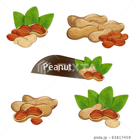 Peanut kernel in nutshell with leaves set Peanut kernel in nutshell with leaves set 63817459