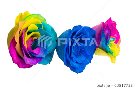 multicolored rose isolated multicolored rose isolated 63817738