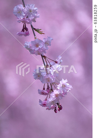 春爛漫 春爛漫 63818259