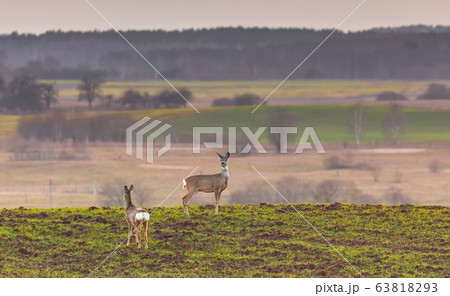 Two roe deers on a mound in the spring background Two roe deers on a mound in the spring background 63818293
