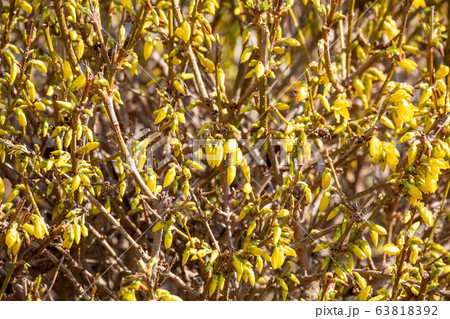 Yellow blossoms of forsythia Yellow blossoms of forsythia 63818392