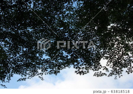 青紅葉 ☆~☆☆アオモミジ☆☆~☆ 青紅葉 ☆~☆☆アオモミジ☆☆~☆ 63818518