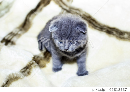 grey 4 week old Scottish kitten 63818587